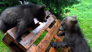 Trei ursuleţi din Serbia au fost aduşi la Centrul pentru Urşi Orfani din Harghita - FOTO