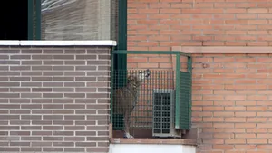 Câinele asistentei din Texas infectată cu virusul Ebola nu va fi eutanasiat, ci supravegheat medical