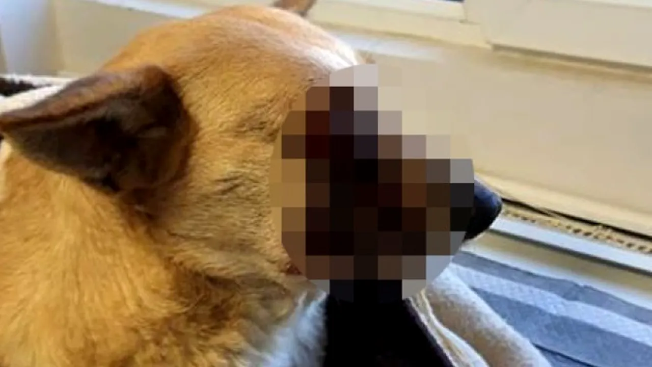 Poliţia îi caută pe cei care au mutilat câinele din Satu Mare cu o petardă. Prima ipoteză a anchetatorilor