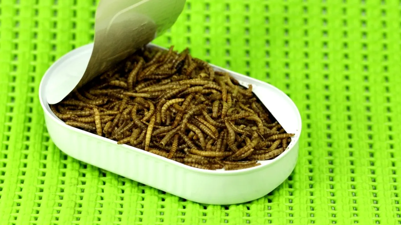 Comisia europeană a autorizat, în premieră, o insectă ca aliment
