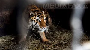 Un îngrijitor de la Grădina Zoologică Braşov a fost atacat de un tigru care i-a sfâşiat un braţ