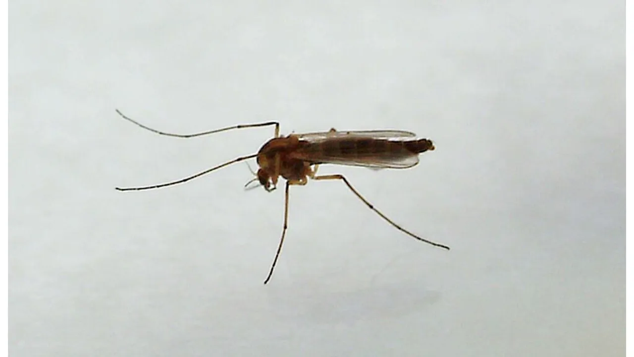 Virusul West Nile în România: 13 cazuri de infecție, cei mai afectați sunt vârstnicii