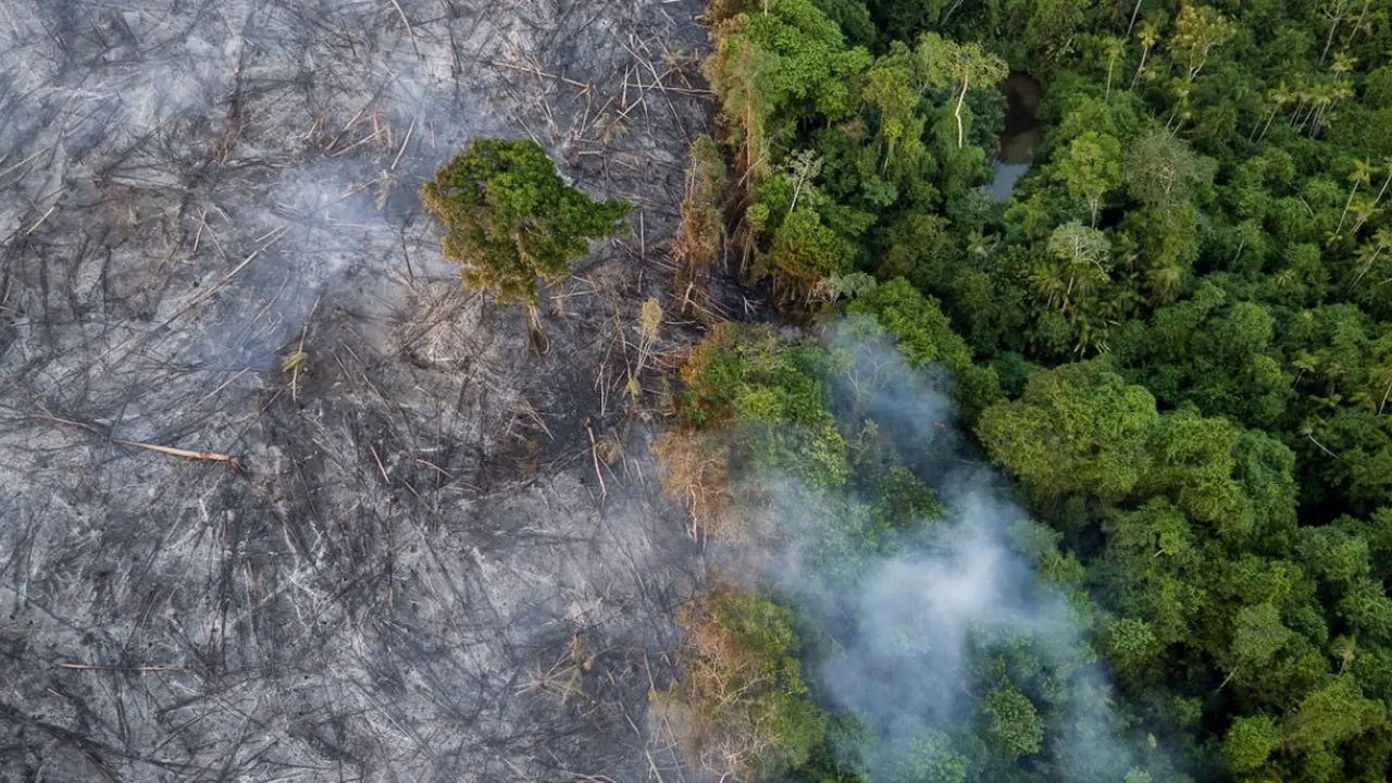 Dezastrul ecologic al planetei. Fundaţie sprijinită de DiCaprio promite ajutor de 5 milioane de dolari pentru Pădurile Amazoniene