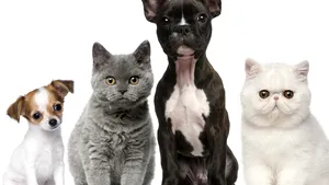 Mamiferele au apărut pe Terra după extincţia dinozaurilor