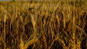 Romania Is Having Best Farming Year In Last Five Years - EC Report