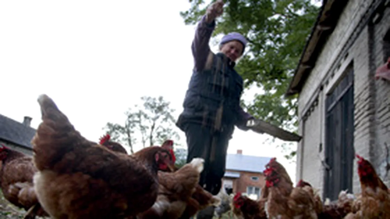 Rusia: Circa 35.000 de păsări au murit din cauza gripei aviare la o fermă din sud