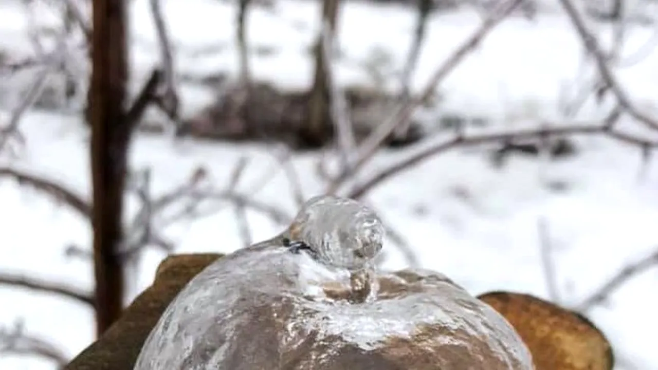 Spectacol minunat al naturii: „Mere fantomă”, găsite într-o livadă din Statele Unite, după un fenomen meteo rar | FOTO