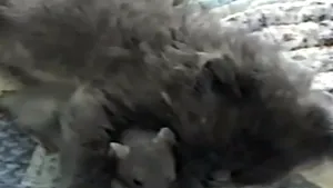 Tom şi Jerry nu se urăsc. Un şoricel doarme alături de o pisică - VIDEO