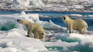 Animalele se adaptează în ciuda schimbărilor climatice. Unii urşi polari din Groenlanda continuă să vâneze chiar şi fără  ajutorul gheţii