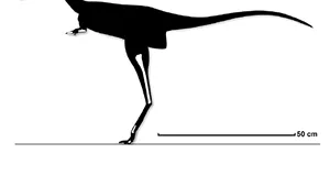 Un dinozaur de mărimea unei găini, descoperit în Canada