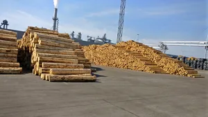 Viceprimar reţinut pentru tranzacţii ilegale cu material lemnos