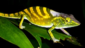 STUDIU: Cercetătorii au aflat cum îşi schimbă cameleonii culoarea pielii - VIDEO