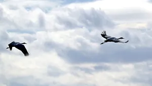 Gripă aviară H9N2, primul caz uman depistat în Europa