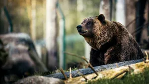 Între 10 și 12.000 de urși în România. Ministru: Nu e normal ca oamenii să trăiască în teamă