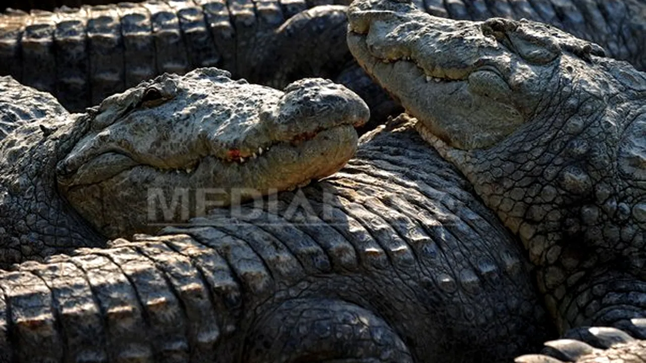 Crocodilii sunt capabili să detecteze suferinţa în plânsul bebeluşilor - studiu