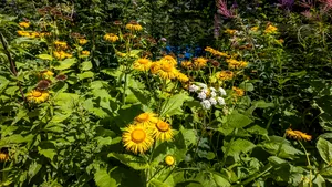 Plantele deţin cheia pentru dezvoltarea viitoarelor tratamente împotriva cancerului