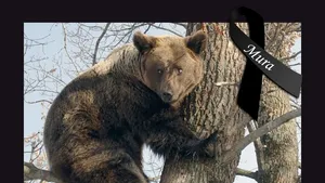 Ursoaica Mura, paiaţă de circ salvată şi apoi adoptată de ambasadorul Israelului, a murit