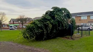 Arestați după ce au tăiat bradul de Crăciun al comunității