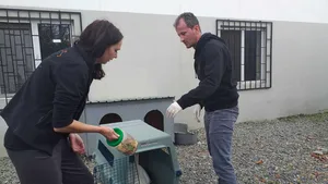 Pacient neobişnuit: O lebădă, care a căzut în curtea unui padoc pentru câinii fără stăpân, operată la Bucureşti | FOTO