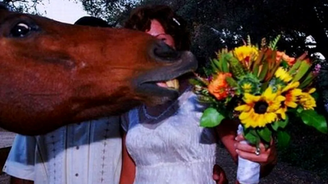 FOTOGRAFII perfecte distruse de apariţii surprinzătoare. Animale care vor în centrul atenţiei - GALERIE FOTO