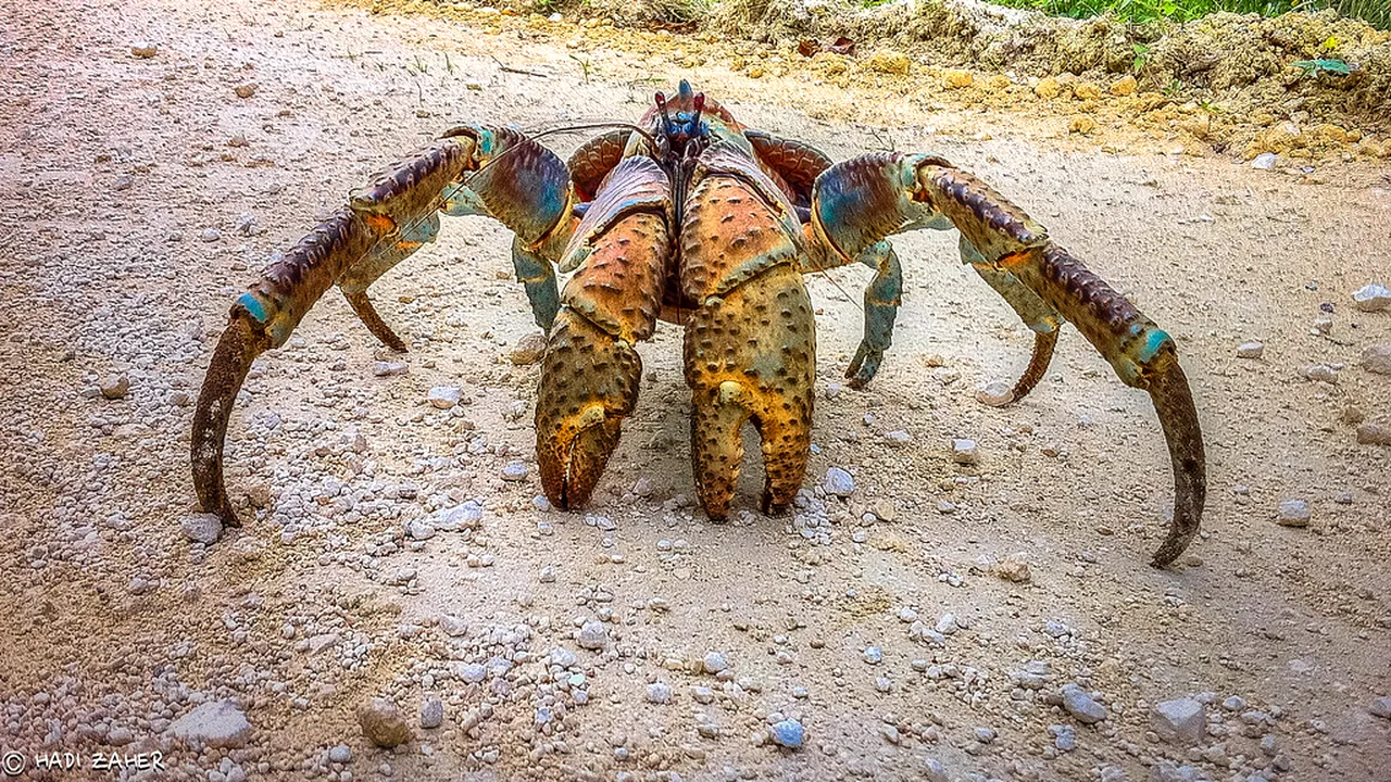 VIDEO. Scena macabră care i-a şocat pe cercetători: un crab gigantic a vânat şi a devorat o pasăre