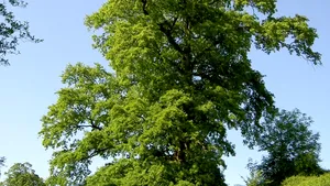 Ce copaci să nu plantezi în curte, dacă nu vrei să regreți peste 10 ani
