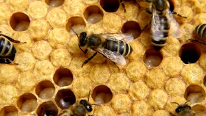 Apicultura va fi sprijinită anual cu şapte milioane euro de la buget şi surse UE