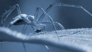 Păianjenii de apă, marii romantici ai râurilor