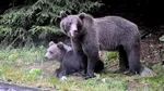 Zeci de turiști polonezi, coborâți de pe munte de jandarmi după apariția unei ursoaice și a unui pui