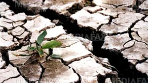 Alba: Cereri de despăgubiri doar pentru 16% din culturile agricole afectate de secetă