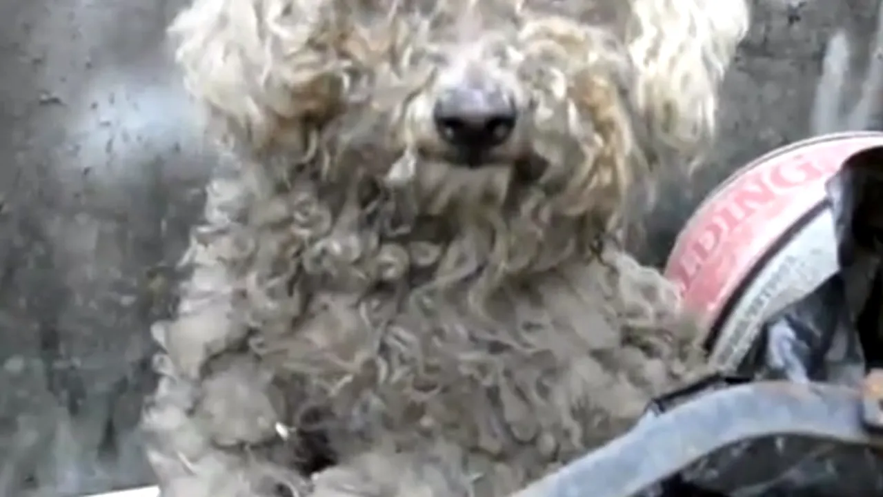 POVESTE EMOŢIONANTĂ: Fiona, căţeluşa oarbă salvată de la moarte din pubelele de gunoi - VIDEO
