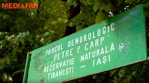 Monument istoric, distrus la ordinul primarului: Motivul pentru care mai mulţi copaci au fost tăiaţi din parcul Conacului Petre P. Carp, fondatorul Junimii