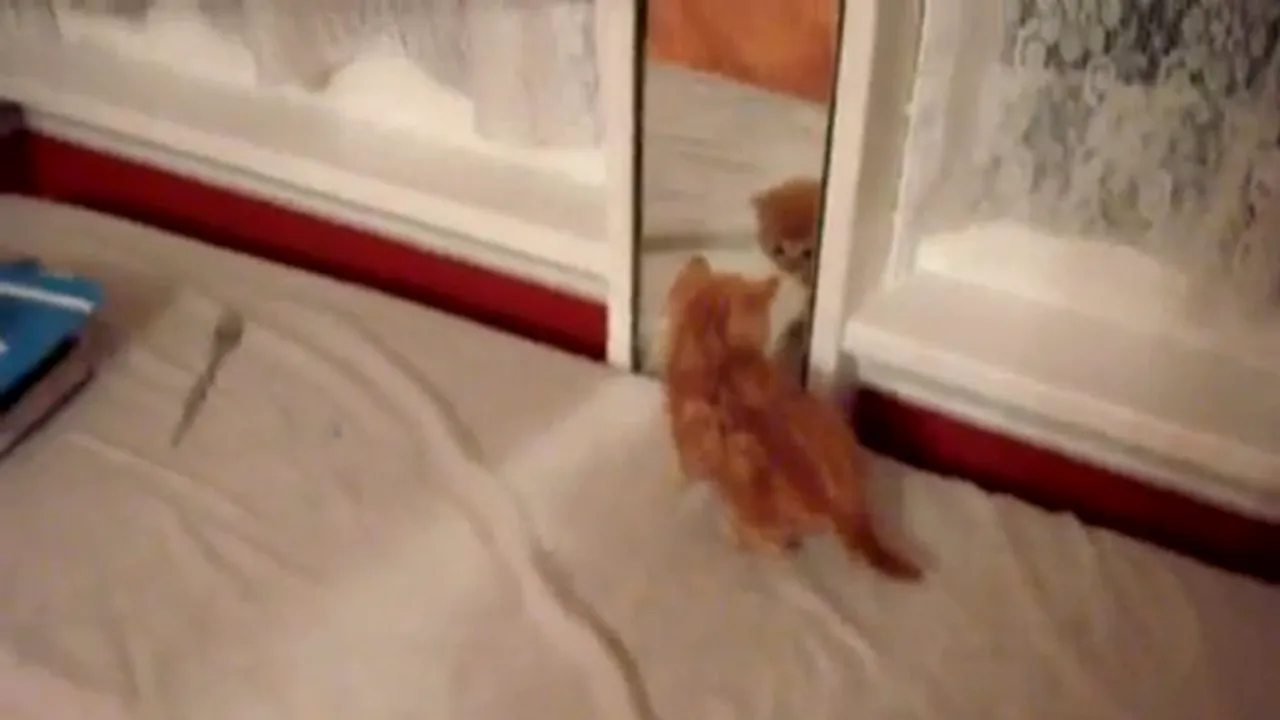 VIDEO AMUZANT: Un pisoi se luptă cu propria reflexie în oglindă