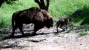 Rezervaţie de zimbri la Vama Buzăului