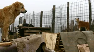 Măcel la un adăpost de animale din Botoşani: Peste 200 de câini ucişi de angajaţi ai primăriei - VIDEO