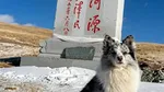 Cel mai celebru câine din China, cu milioane de urmăritori, a fost răpit și mâncat la preț derizoriu. Stăpânul luptă pentru dreptate