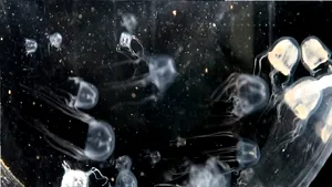 O nouă specie de meduză a fost descoperită în apele din Hong Kong - studiu