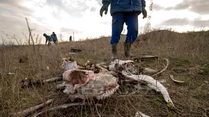 Constanţa: Oase de cal, descoperite pe un câmp de lângă Medgidia