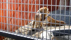 Anchetă a Poliţiei după ce un copil de 11 ani a fost rănit de o leoaică la Parcul Zoo din Rădăuţi