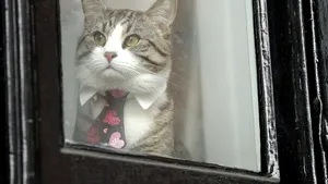 Arestarea fondatorului Wikileaks implică o nouă problemă: Ce se va întâmpla cu pisica lui Julian Assange | FOTO