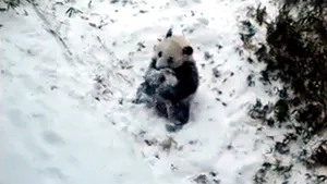 Imagini amuzante: Cum reacţionează un pui de urs panda când vede prima dată zăpadă - VIDEO