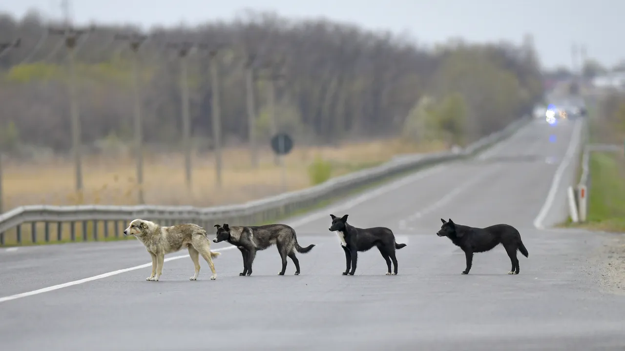 Sibiu: Un bărbat, atacat de câini pe un câmp, a fost salvat de şeful echipei canine din Poliţie