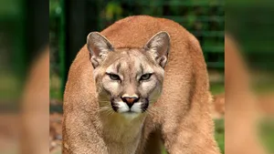 Trei pume au fost ucise în SUA după ce au fost găsite mâncând dintr-un cadavru de om