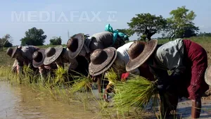 WikiLeaks: Myanmar a exportat în Coreea de Nord orez în schimbul armelor