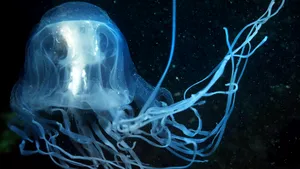 Un tânăr din  Australia şi-a pierdut  viaţa după ce a fost înţepat de cel mai veninos animal marin. Este primul deces cauzat de această specie din 2006