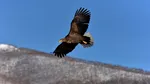 Lovitură pentru fauna sălbatică: Administrația Trump reduce protecția habitatelor naturale