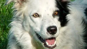 Un câine a învăţat peste 1000 de cuvinte, mai multe decât orice alt animal