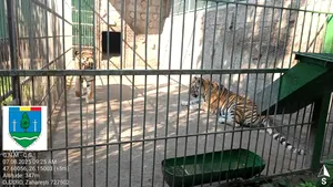 Proprietarul menajeriei din Zăhărești, unde doi copii au fost răniți de animale, riscă dosar penal