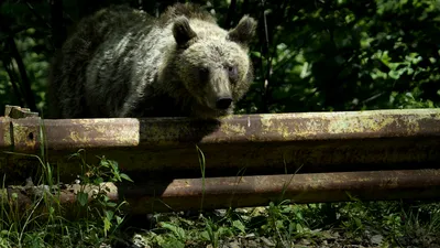 SOCIAL Celebru jurnalist maghiar, atacat de un urs la Băile Tușnad. A aruncat telefonul spre animal pentru a scăpa