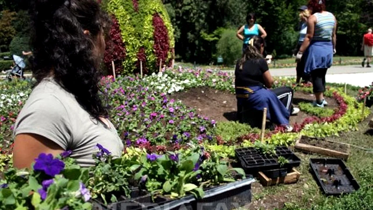 Primăria Bucureşti: 400.000 de flori din producţie proprie vor fi plantate în parcurile din Capitală până la sfârşitul lunii mai 
